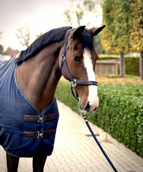 /userfiles/image.php?src=/userfiles/image/athena-sold.jpg&w=500&h=0&zc=0