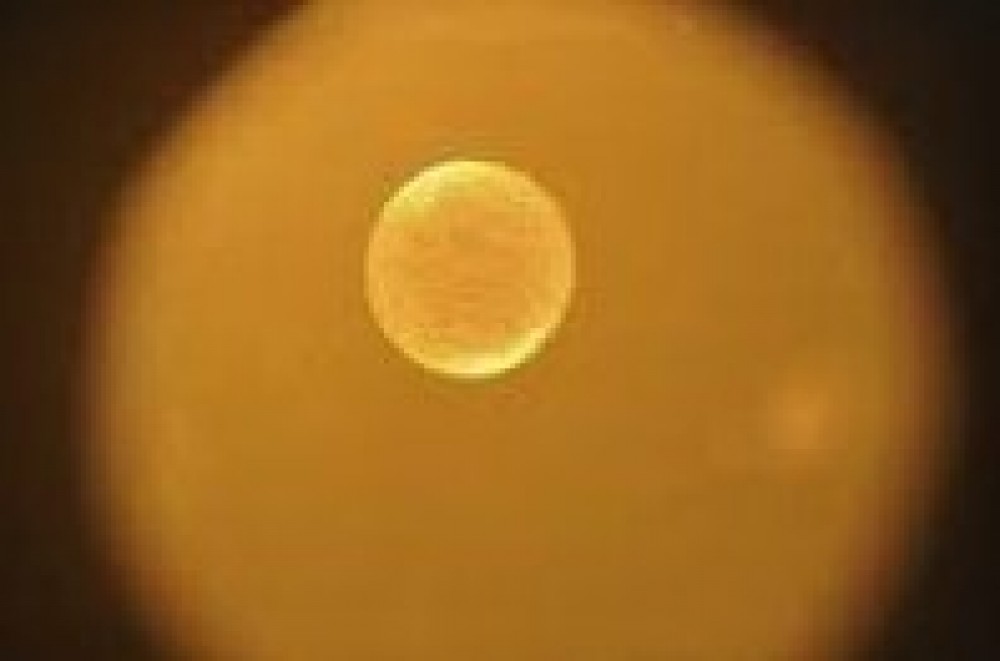 embryo-paard-12-21-57.jpg